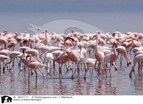 Kolonie Zwergflamingos / colonyof lesser flamingos / JR-01111